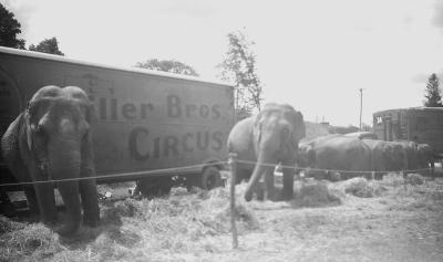 Elephants of the Biller Brothers' Circus (1949)