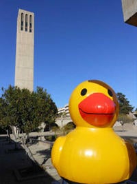 Moby-Duck spotted by Storke Tower