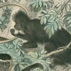 Cassell's popular natural history ... London, New York, Cassell, Petter & Galpin