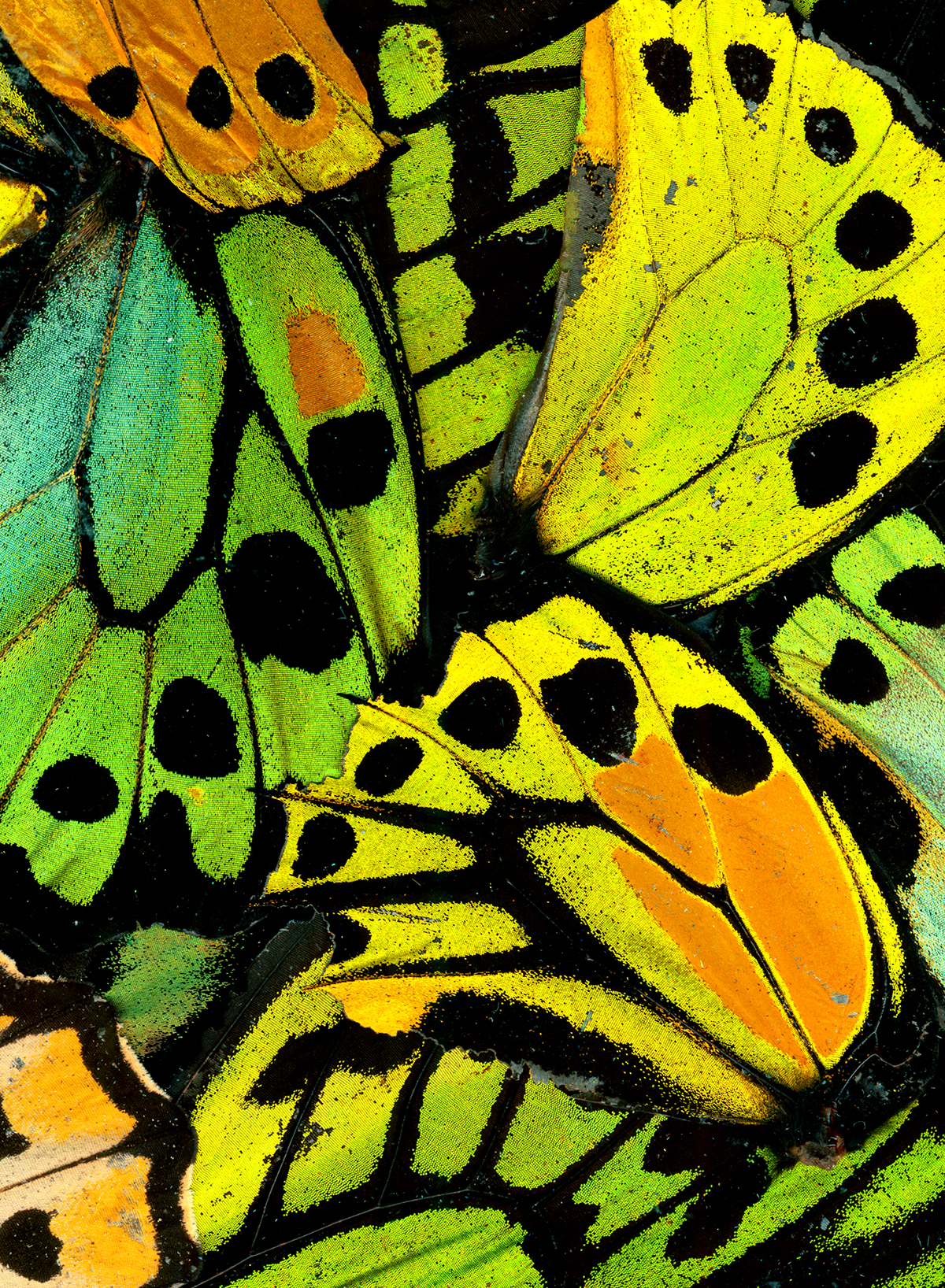 Photo of butterfly wings