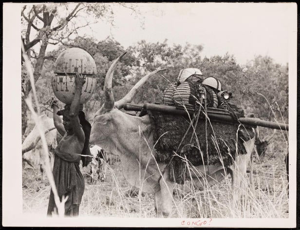 Cattle as pack animals