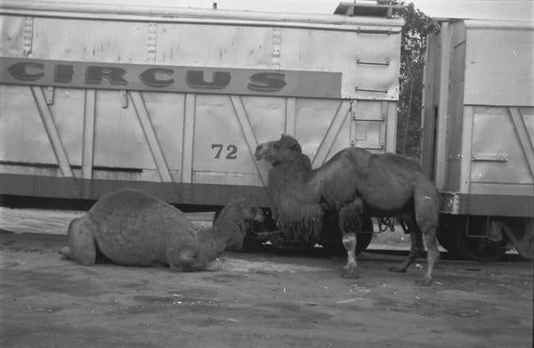 Circus photo, PA Mss 67