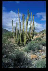 Arizona. From John S. Kiewit Photography Collection