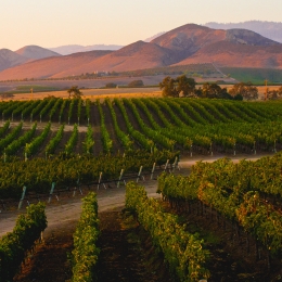 Image of Santa Ynez Valley Vineyard