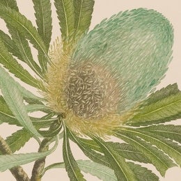 Banksia serrata