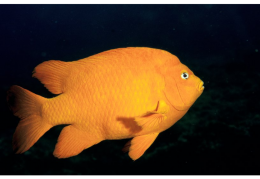 Garibaldi fish
