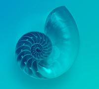 Chambered Nautilus Shell: Jitze Couperus
