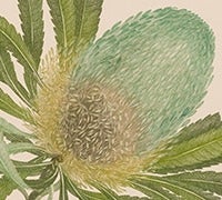 Banks Florilegium