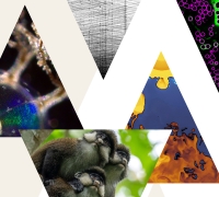 Five triangles containing closeups of the Art of Science images
