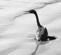 Bird covered in oil Bird covered in oil
