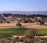 Photo of vineyard