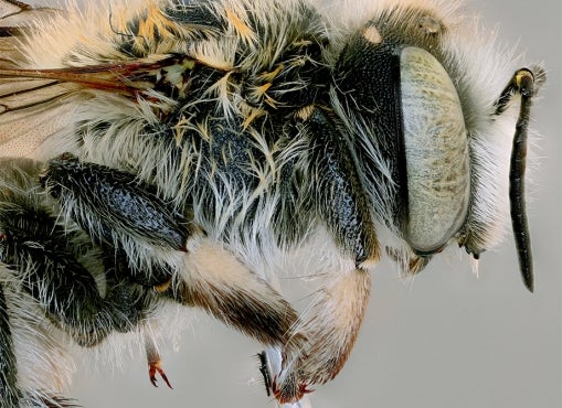 macro photo of an anthidium palliventre bee
